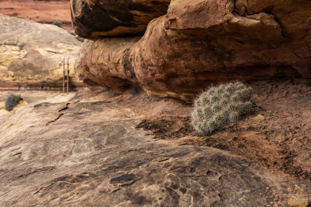 istock Trail Heads Alongside Rock Overhang and Cactus 1372535679