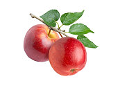 istock Red apple on tree branch 1372535940
