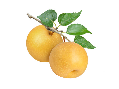 Korean pear (nashi or golden pear) hanging on branch tree isolated on white background.