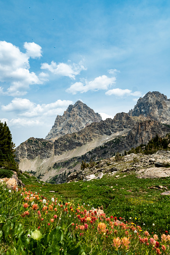 Wildflowers Grow On The South Fork of Cascade Canyon in Grand Teton National Park