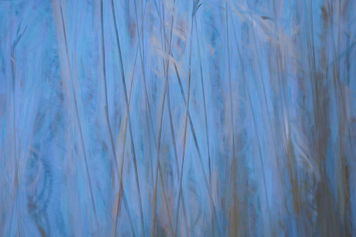 Abstract reed background, a reedbed post processed to give a blue painterly effect.