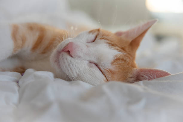 Little white and orange kitten sleeping and relaxing in a bed with white sheets
