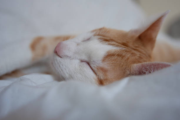 istock Little white and orange kitten sleeping and relaxing in a bed with white sheets 1372538098