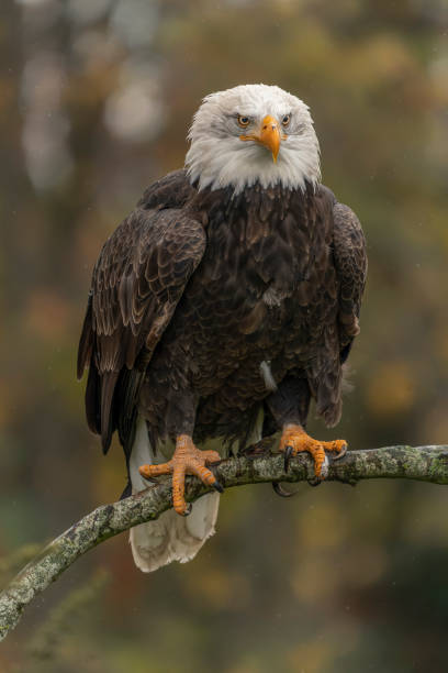 istock Beautiful and majestic bald eagle  American eagle  (Haliaeetus leucocephalus)  on a branch. 1372538119