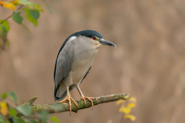 Beautiful Black-crowned Night Heron (Nycticorax nycticorax) on a branch. Natural habitat. Beautiful Black-crowned Night Heron (Nycticorax nycticorax) on a branch. Natural habitat. black crowned night heron nycticorax nycticorax stock pictures, royalty-free photos & images