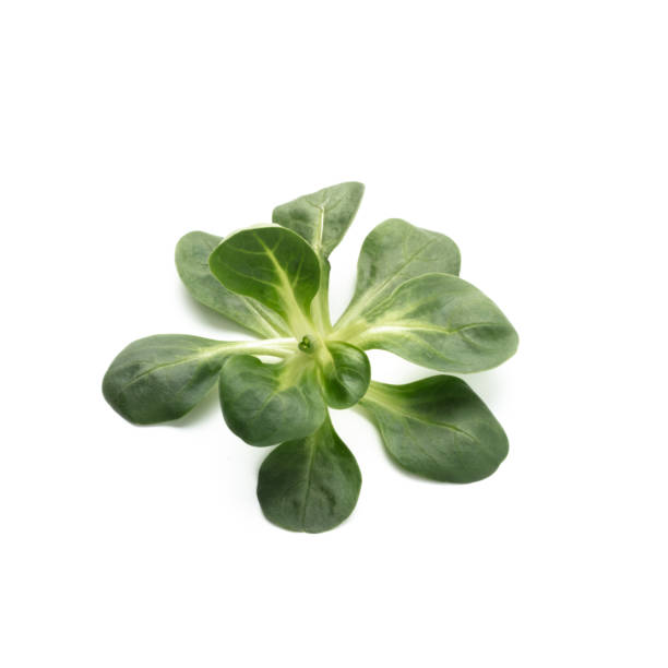 istock Corn Salad Leaves isolated on white background. 1372538426