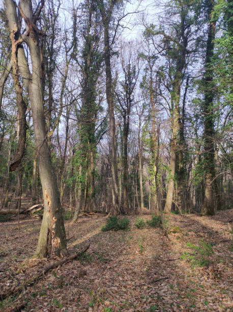 istock Fruska Gora forest in dry cloudy winter day without snow 1372538685