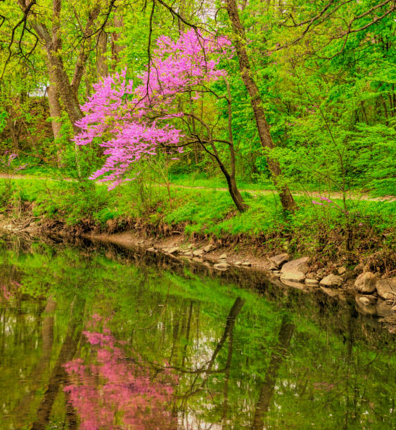 istock Spring Redbud Tree reflected in a stream-Howard County, Indiana 1372539489