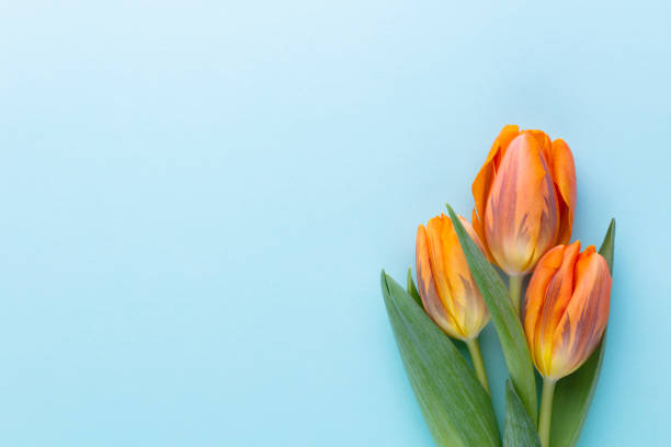 istock Orange tulips on the colored background, with copy space. 1372539640