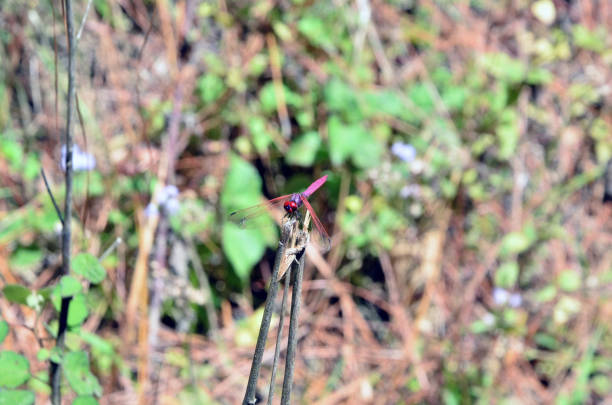 Butterfly on Leafs in Forest Himachal Pradesh India