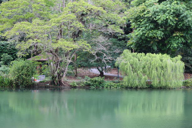 istock Enchanting Forest by The Lake 1372539900