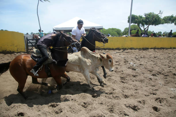 Tarquinia, Italy - April 8, 2013: Butteri cowboys, horses and cows in action for the Festa della Merca in Tarquinia, Italy. Cowboys taking cows with lasso.