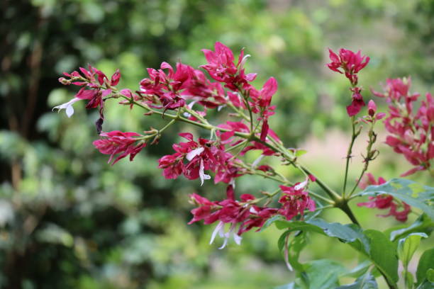 istock Beautiful Flowers, Maroon 1372539969