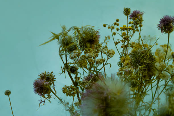 Thistle, dry bouquet, floral design, umbels, leaves, flowers, retro pastel colors