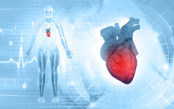 istock Human heart on medical background 1372543458