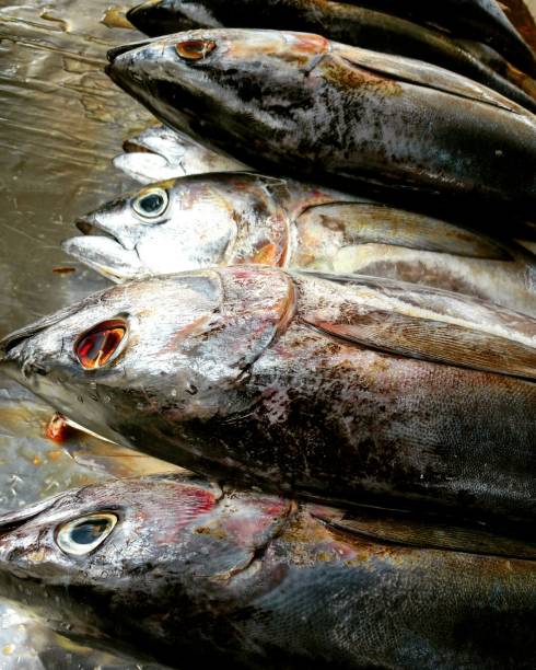 Tuna fish market