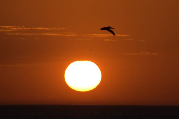 istock Silhouette of a Pelican as the sun sets. 1372549840