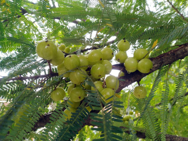 istock Gooseberry with its Leafs with Blue Sky 1 1372550503