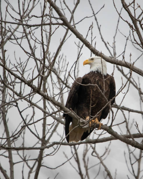 Bald eagle fishing on reelfoot lake state park in Tennessee Bald eagle fishing on reelfoot lake state park in Tennessee reelfoot lake stock pictures, royalty-free photos & images