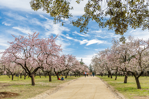 Madrid, Spain -  February 23, 2022: people walking or resting in the public park called Quinta de los Molinos with the almond trees in bloom in Madrid, Spain
