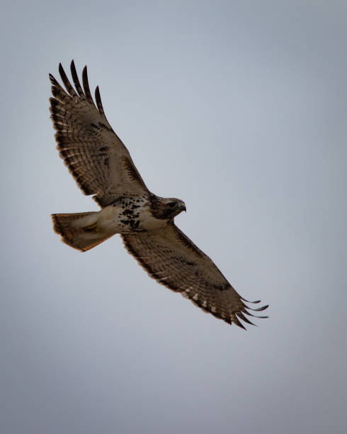 birds - red tailed hawk, reelfoot lake, tennessee - reelfoot lake imagens e fotografias de stock