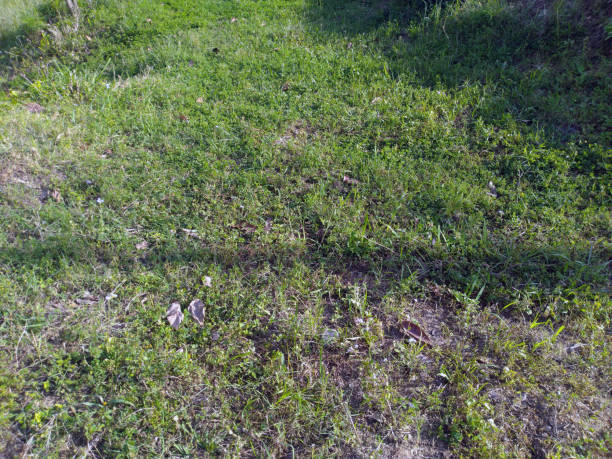 istock Grass on Ground Background View Himachal Pradesh India 1372553841
