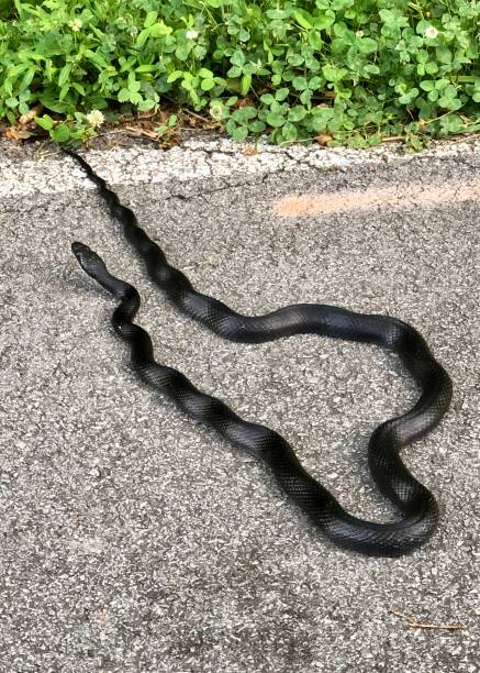 istock Black snake crossing the road 1372554449