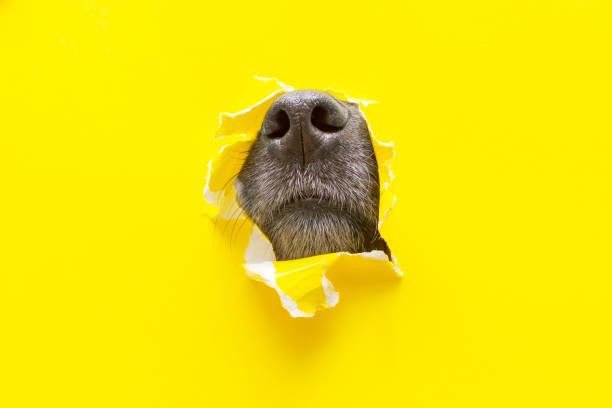 dog nose in a hole in a torn yellow background. High quality photo
