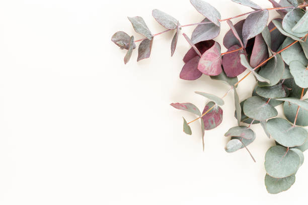 istock Eucalyptus composition. Pattern made of various colorful flowers on white background. Flat lay stiil life. 1372557750