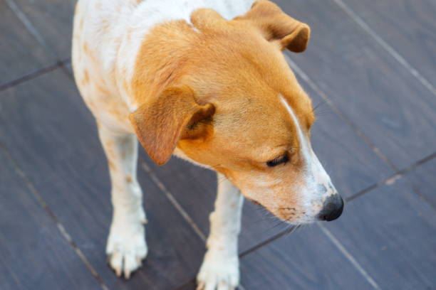 istock Spectacular and happy hunting dog 1372557977