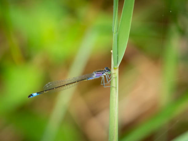 istock A common bluetail damselfly resting on a grass 1372558907