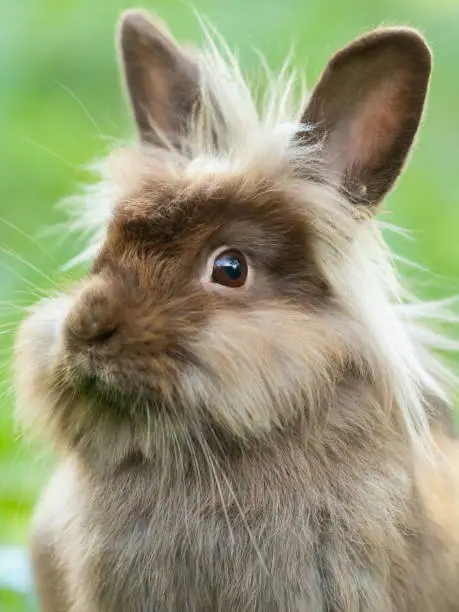 Photo of A brown cute dwarf rabbit resting in the grass