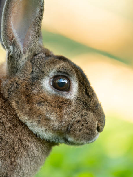 istock A brown cute dwarf rabbit resting in the grass 1372558979