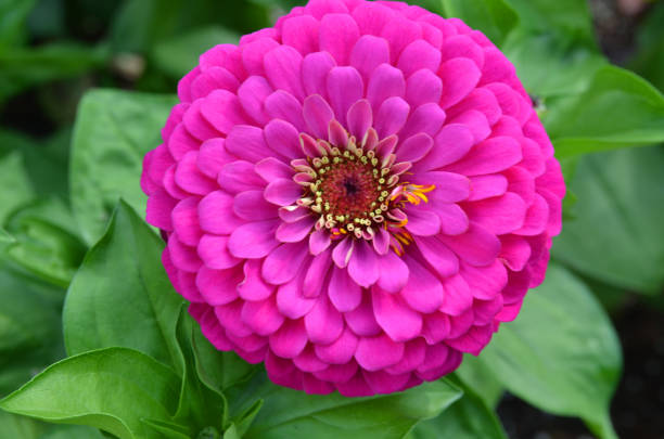istock Flower bright pink zinnia flower 1372559027