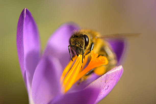 istock A honey bee feeding on a purple crocus flower 1372559230