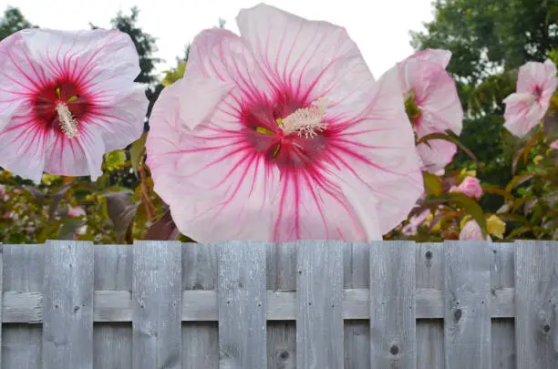 hardy hibiscus, moscheutos flower with wooden fence