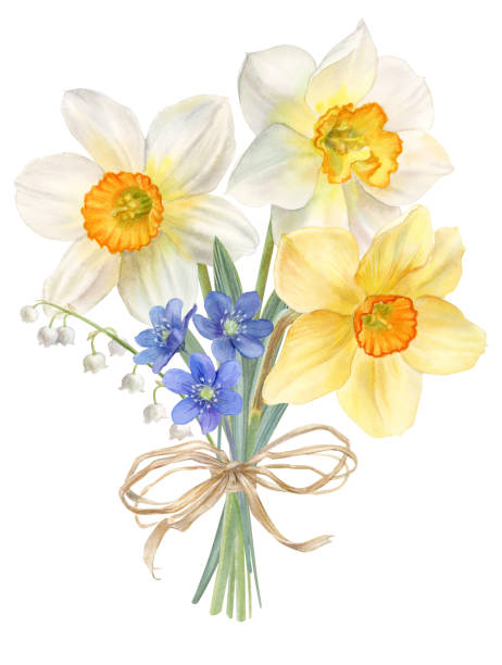 ilustrações de stock, clip art, desenhos animados e ícones de spring flowers, bouquet with daffodils, watercolor illustration - white background yellow close up front view