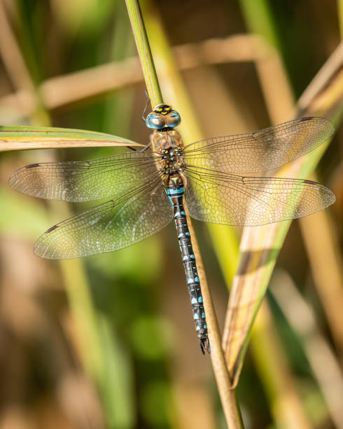 istock A migrant hawker dragonfly resting on reed 1372561009
