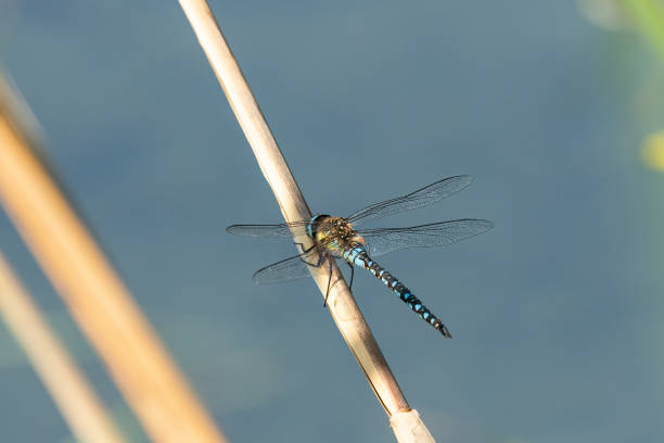 istock A migrant hawker dragonfly resting on reed 1372561047