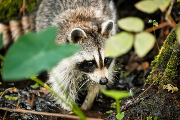 istock Raccoons in Florida Roaming around in nature. 1372561386