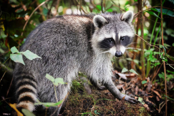 istock Raccoons in Florida Roaming around in nature. 1372561400