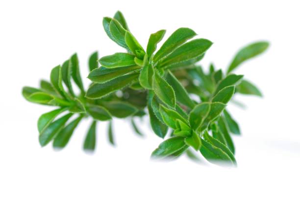 Fresh savory clipper Fresh savory clippings bohnenkraut stock pictures, royalty-free photos & images