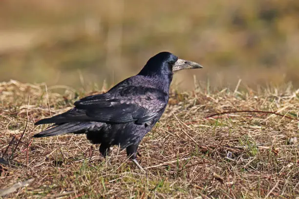 24 january 2022, Aéroparc, Basse Yutz, Yutz, Thionville Portes de France, Moselle, Lorraine, Grand Est, France. In a public park, a Rook is lying on the ground, in the grass, looking for food.