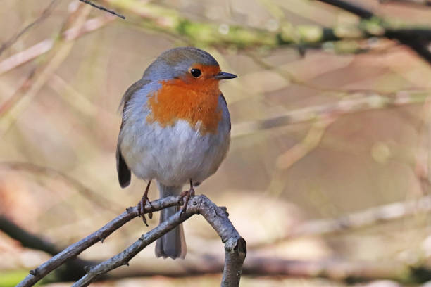 istock Rougegorge familier - European Robin (Erithacus rubecula). 1372562719