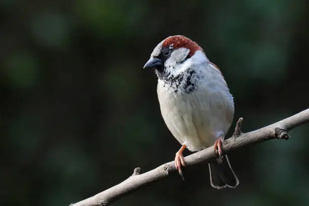 02 february 2022, Basse Yutz, Yutz, Thionville Portes de France, Moselle, Lorraine, Grand Est, France. In the garden, a male House Sparrow perched on a branch.