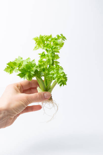 istock green celery sprouts, plant roots in a person's hand 1372563231