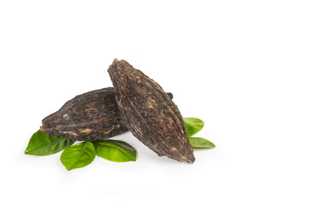 istock Cocoa fruits isolated on a white background 1372564497