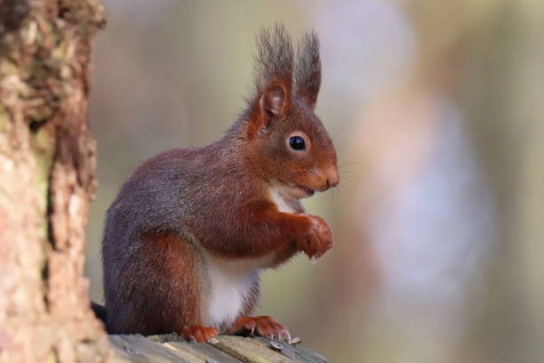 istock Ecureuil roux - Eurasian Red Squirrel (Sciurus vulgaris). 1372564787