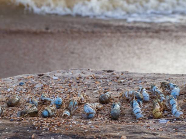 istock Beached sea moles.  Crustaceans (Emerita analoga) mole crabs or sand crabs on a sandy shore. 1372564988