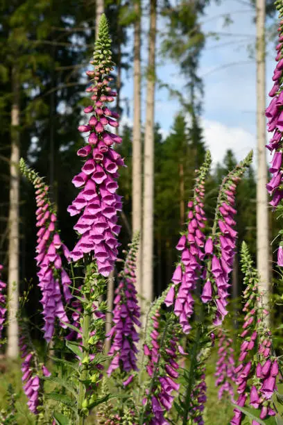 Digitalis in front of a wooded area